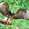 Snail Kite