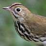 Ovenbird