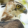 immature Ornate Hawk-Eagle