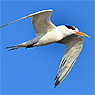 Elegant Tern