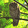 Fulvous Owl