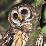 Fulvous Owl