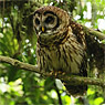 Fulvous Owl