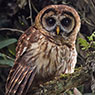 Fulvous Owl