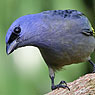 Yellow-winged Tanager