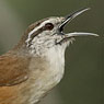 Cabanis's Wren