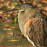 Bare-throated Tiger-Heron