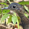 Great Tinamou