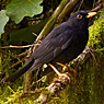 Black Thrush