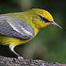 Blue-winged Warbler