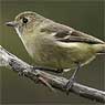 Hutton's Vireo