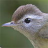 Brown-capped Vireo