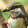 Chestnut-sided Shrike-Vireo