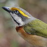 Chestnut-sided Shrike-Vireo