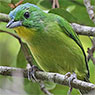 Green Shrike-Vireo