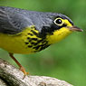 Canada Warbler