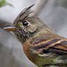 Belted Flycatcher