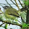 Paltry Tyrannulet