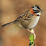 Rufous-collared Sparrow