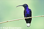 Violet Sabrewing