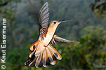 Rufous Sabrewing