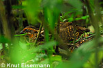 Singing Quail