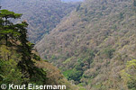 El Pilar dry forest