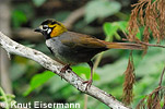 White-eared Ground-Sparrow