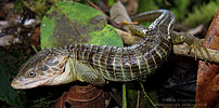 Brilliant Arboreal Alligator Lizard (Abronia gaiophantasma)