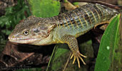 Brilliant Arboreal Alligator Lizard (Abronia gaiophantasma)