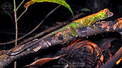 Bighead Anole (Anolis capito), dpto. Alta Verapaz.