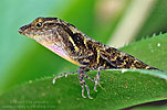 Stuart's Anole (Anolis cobanensis), dpto. Baja Verapaz.