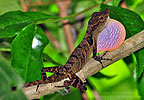 Stuart's Anole (Anolis cobanensis), dpto. Baja Verapaz.