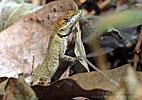 Ornate Anole (Anolis crassulus), dpto. Sacatep??quez.