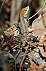 Ornate Anole (Anolis crassulus), dpto. Sacatep??quez.