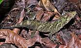 Peters' Anole (Anolis petersii), dpto. Suchitep??quez.