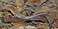 Greater Scaly Anole (Anolis tropidonotus), dpto. Petén.