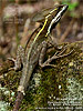 Brown Basilisk (Basiliscus vittatus), dpto. Izabal.