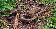 Boa Constrictor (Boa constrictor), dpto. Suchitepéquez.