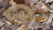 Godman's Montane Pit Viper (Cerrophidion godmani), dpto. Sololá.