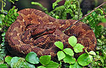 Godman's Montane Pit Viper (Cerrophidion godmani), dpto. Alta Verapaz.