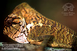 Smooth Helmeted Iguana (Corytophanes cristatus), dpto. Alta Verapaz.