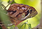 Keeled Helmeted Iguana (Corytophanes percarinatus), dpto. Sacatepéquez.