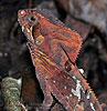 Keeled Helmeted Iguana (Corytophanes percarinatus), dpto. Suchitepéquez.