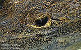 Morelet's Crocodile (Crocodylus moreletii), dpto. Petén.