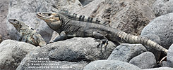 Black Iguana (Ctenosaura similis), male and female, dpto. Escuintla.