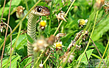 Speckled Racer (Drymobius margaritiferus), dpto. Escuintla.