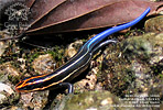 Sumichrast's Skink (Plestiodon sumichrasti), dpto. Alta Verapaz.