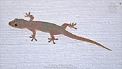 Common House Gecko (Hemidactylus frenatus), dpto. Petén.