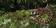 Central American Milk Snake (Lampropeltis abnorma), dpto. Baja Verapaz.